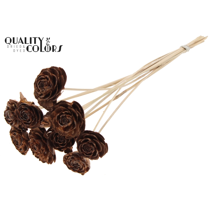 <h4>Cedar Rose on stem Natural</h4>