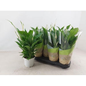 Spathiphyllum Bellini 13Ø 40cm 8fl