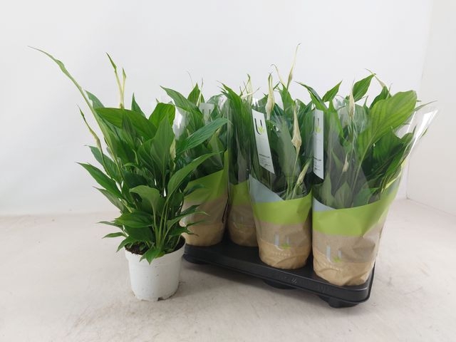 Spathiphyllum Bellini 13Ø 40cm 8fl