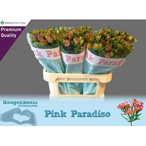 ALST FL PIN PARADISO