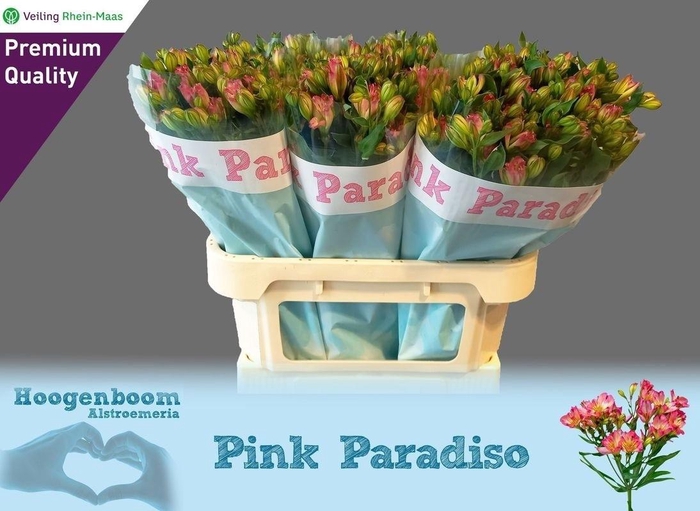 <h4>ALST FL PIN PARADISO</h4>