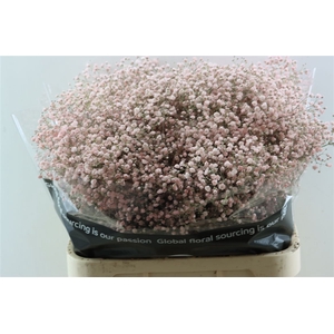Gyps Grof Soft Pink (dip)