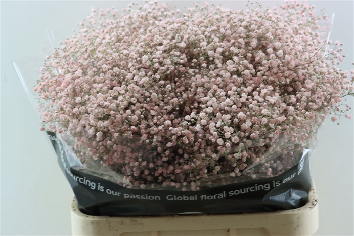 <h4>Gyps Grof Soft Pink (dip)</h4>