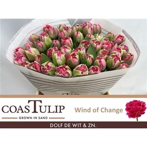 Tu Du Wind Of Change