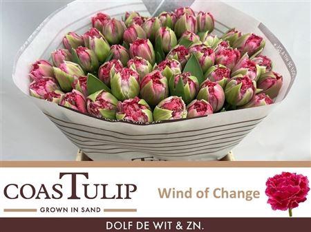 <h4>Tu Du Wind Of Change</h4>