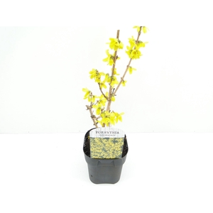 Forsythia int. Goldrausch