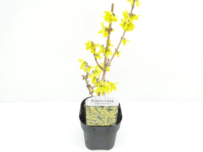 <h4>Forsythia int. Goldrausch</h4>
