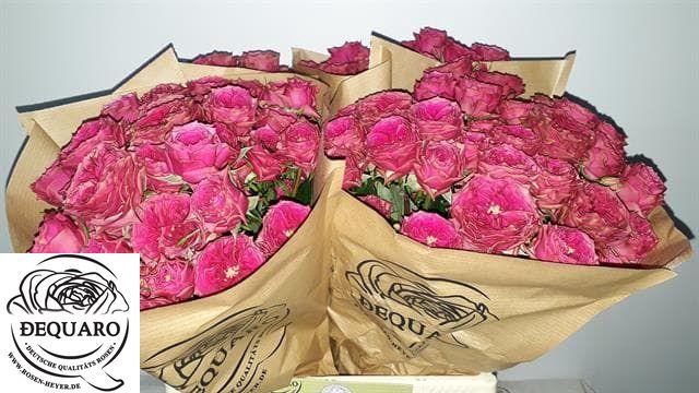 <h4>R TR GRANDMAS JOSY</h4>