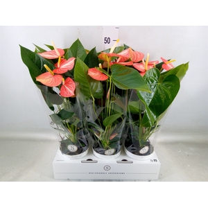 Anthurium andr. 'Livium Orange'