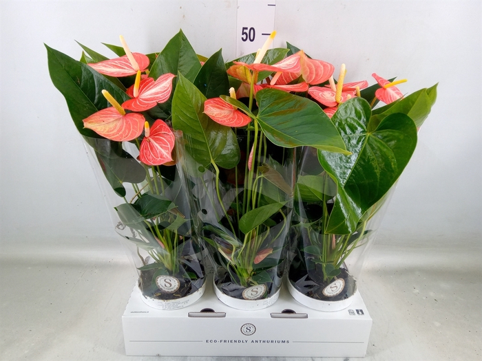 <h4>Anthurium andr. 'Livium Orange'</h4>