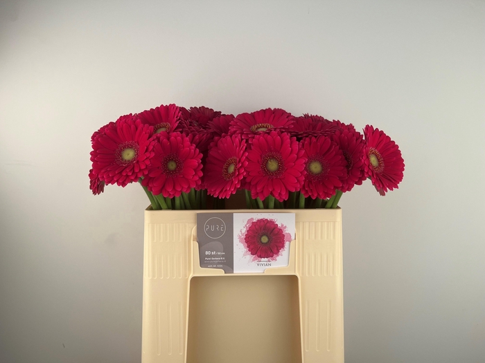 <h4>GE MI VIVIAN</h4>