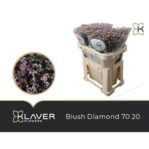 Lim Sin Blush Diamond 70cm