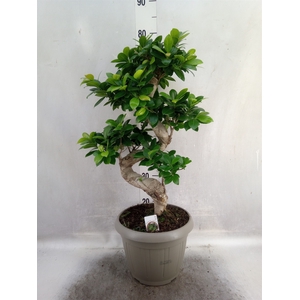 Ficus microcarpa 'Ginseng'