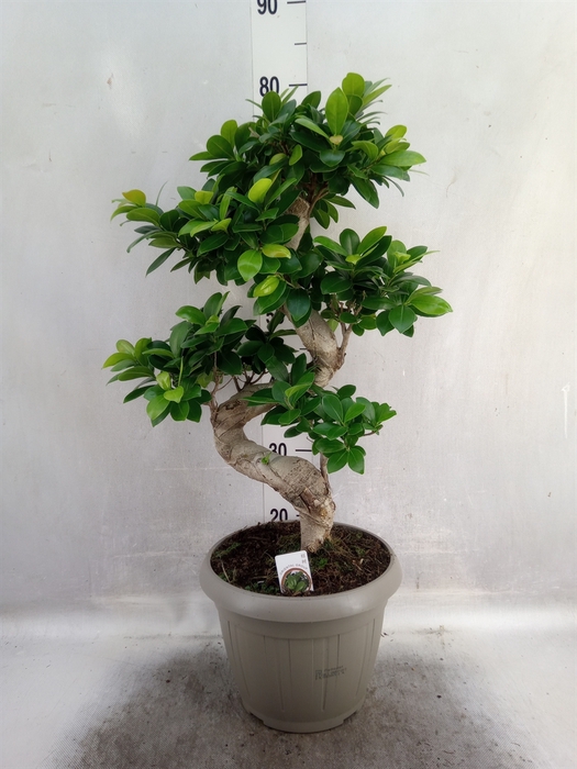 <h4>Ficus microcarpa 'Ginseng'</h4>