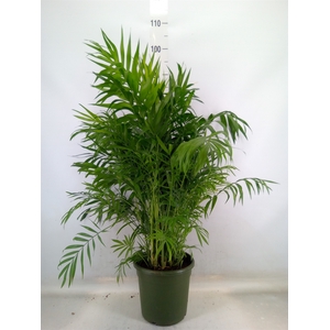 Chamaedorea elegans