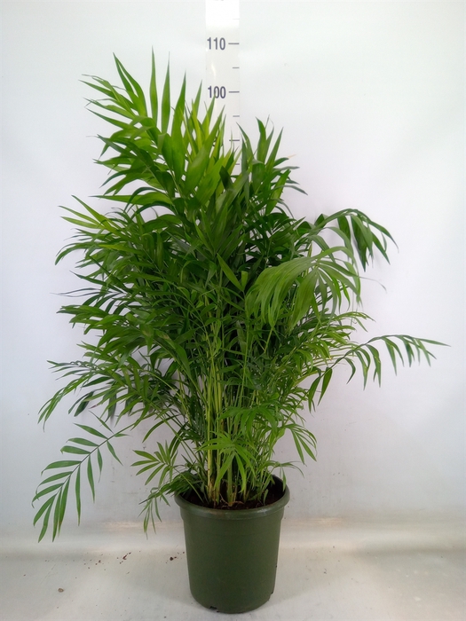 <h4>Chamaedorea elegans</h4>