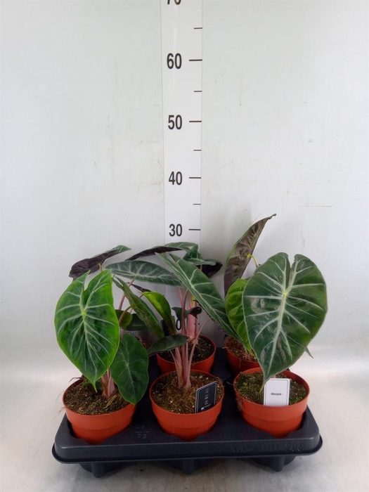 <h4>Alocasia   ...</h4>