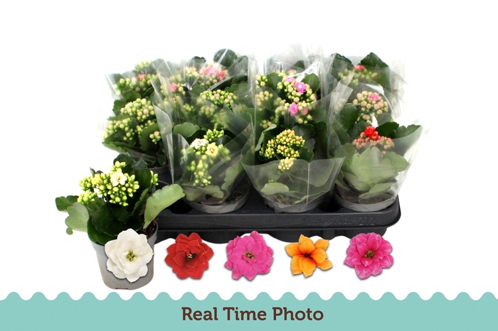 <h4>KAL GE GEM 5 KL</h4>