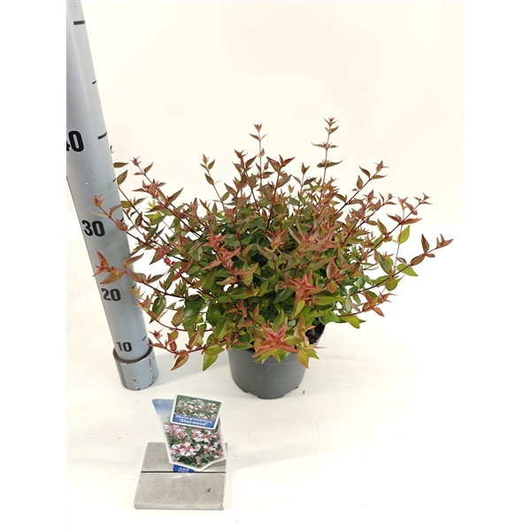 <h4>Abelia grandiflora 'Sherwood'</h4>