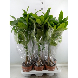 Pachira aquatica