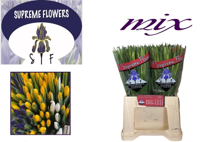 <h4>IRIS GEM 3 KL</h4>