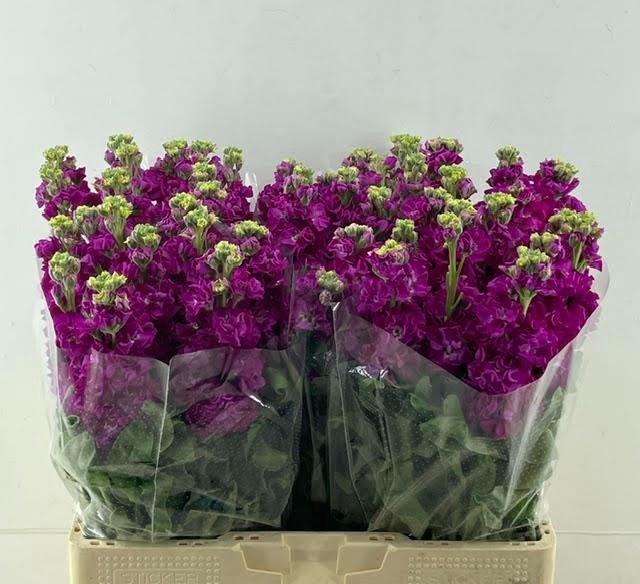 <h4>MATTH PHANT RED</h4>