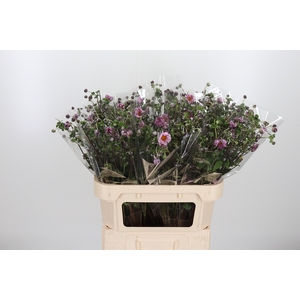 Anemone Cerise