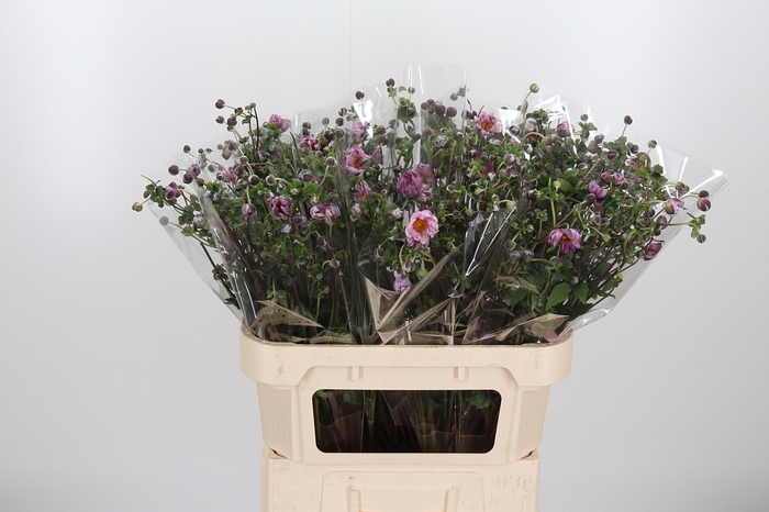 <h4>Anemone Cerise</h4>