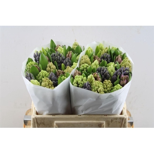 Hyac Gemengd 5 Kleuren