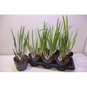 Iris Clairette Blauw