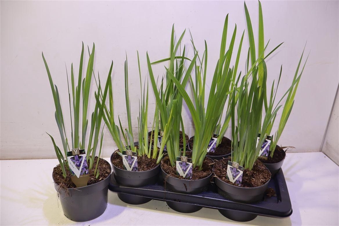 <h4>Iris Clairette Blauw</h4>
