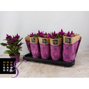 CEL DEEP PURPLE
