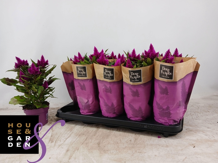 <h4>CEL DEEP PURPLE</h4>