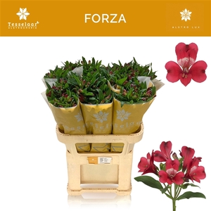 Alstroemeria Forza 60gr