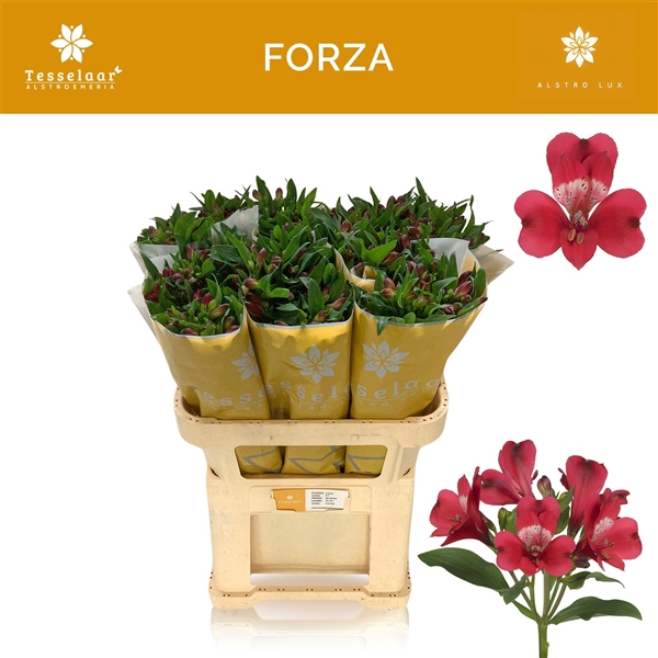 <h4>Alstroemeria Forza 60gr</h4>