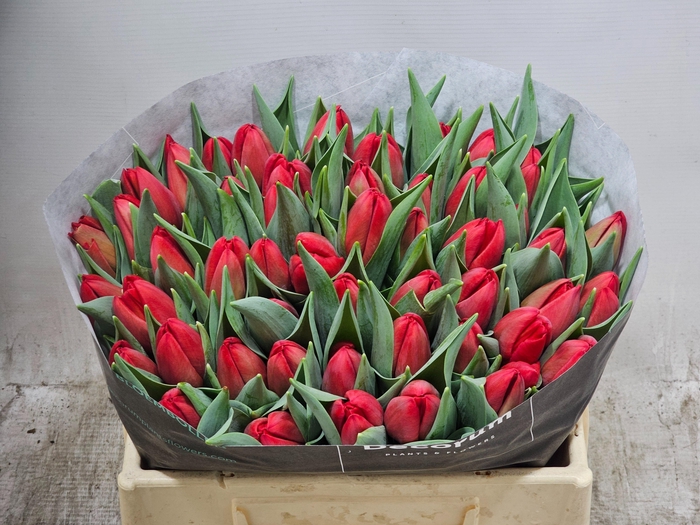 <h4>Tu En Torro</h4>