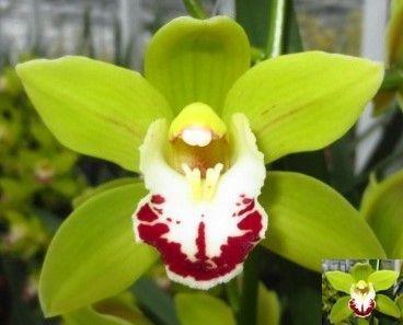 <h4>CYMB MINI OV</h4>