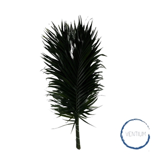 Catpalm Ventium 90cm