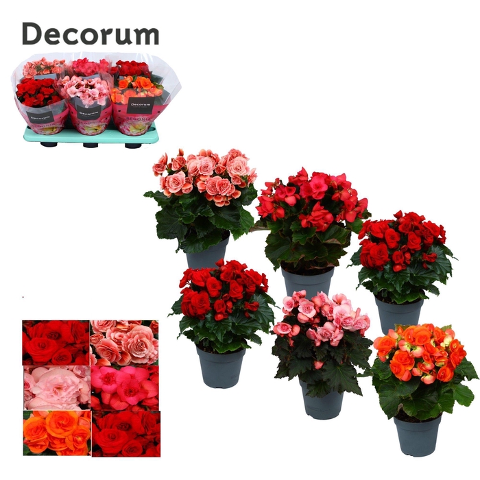 <h4>Begonia gemengd zonder geel/ wit Decorum</h4>