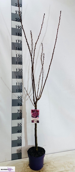 <h4>PRUN SERRULATA</h4>