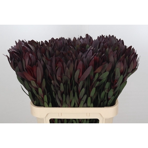 Leucadendron Saf Sunset Dark R.