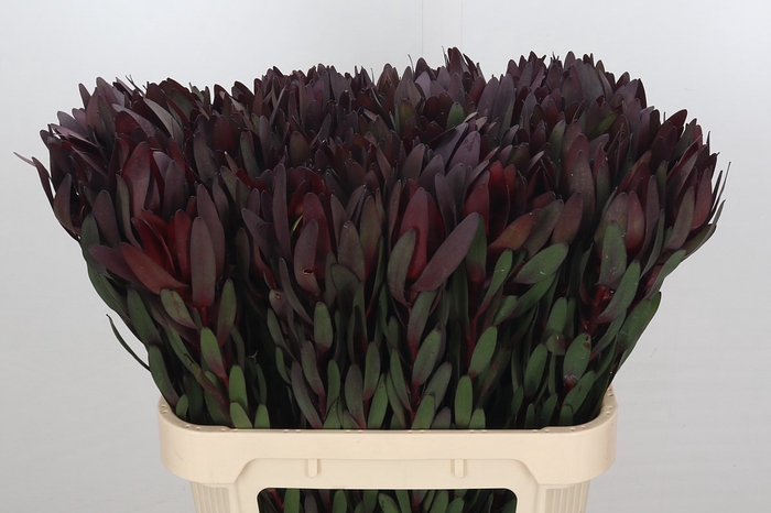 <h4>Leucadendron Saf Sunset Dark R.</h4>