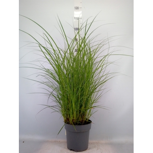 Miscanthus sin. 'Red Chief'
