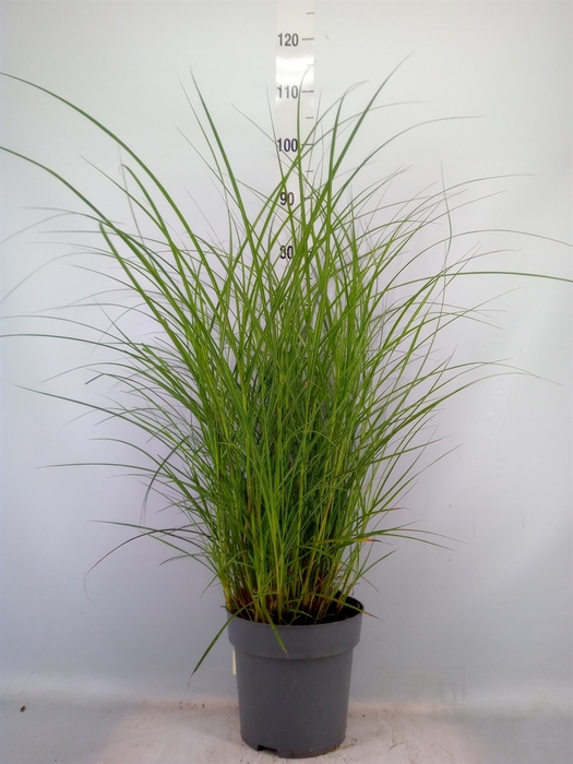 <h4>Miscanthus sin. 'Red Chief'</h4>