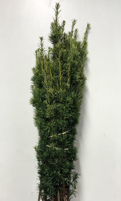 <h4>KERSTGROEN PER PAK TAXUS GEEL</h4>