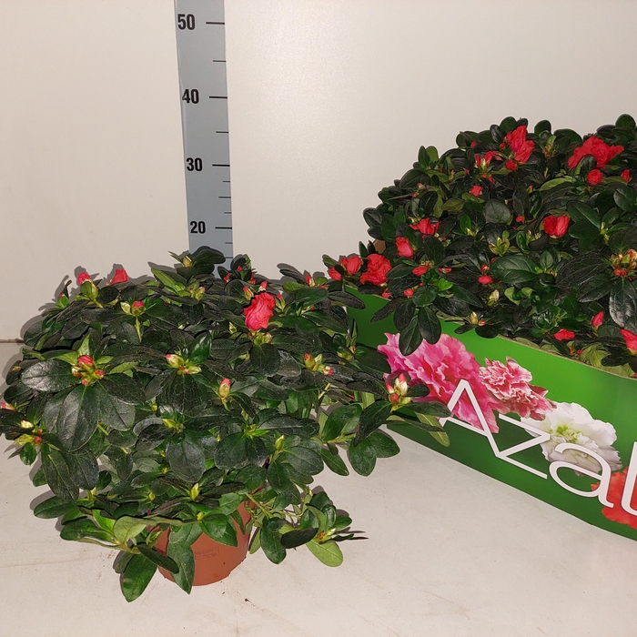 <h4>RHODO SI JIMMY</h4>