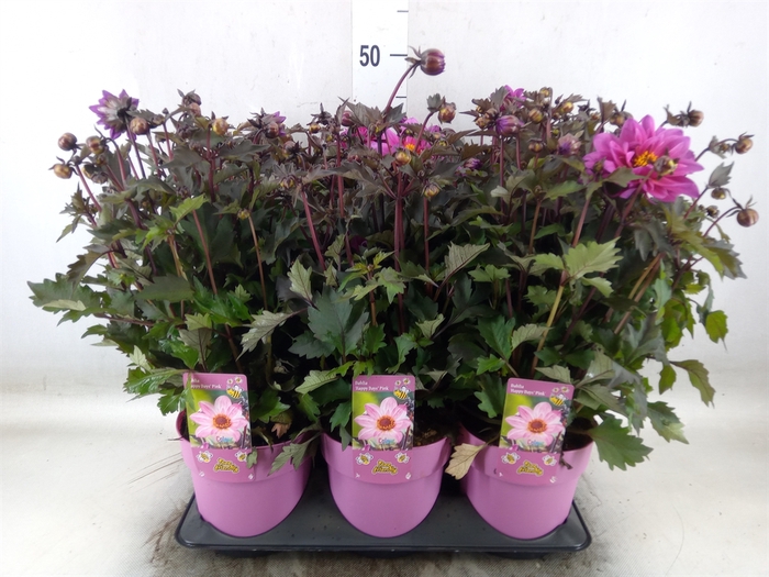 <h4>Dahlia   ...</h4>