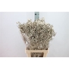 Ruscus Bleached Metal Platina