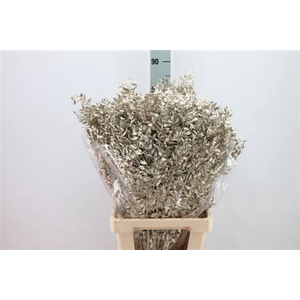 Ruscus Bleached Metal Platina