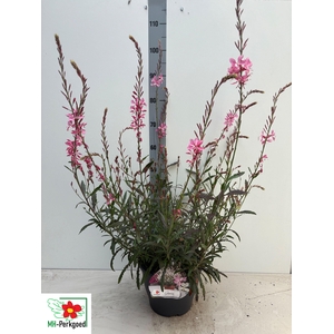 GAUR LI GEYSER PINK